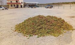 Şanlıurfa’da fıstık üretimi düştü, fiyatlar rekor seviyeye ulaştı