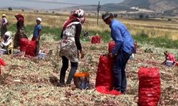 Hasadı yapılan soğan tarlada 3 TL'ye satılıyor