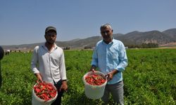 Kuraklığın vurduğu biberde hasat başladı
