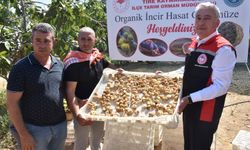 İncirde hasat başladı; kerevetlerde kurutuluyor