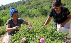 Zirai don gülü vurdu, rekolte yüzde 30 azaldı