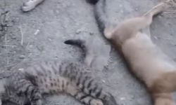 Yüksekova'da 10 köpek, 5 kedi ve 3 tilki ölüsü bulundu