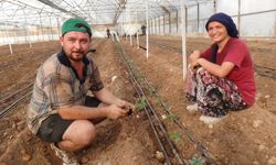 52 bin dönüm serada güz dönemi üretimi domates ekimiyle başladı