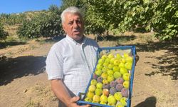 Değirmenüstü Köyünde İncir Hasadı Başladı
