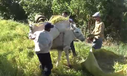 Gercüş’te orakla, imece usulü pirinç hasadı