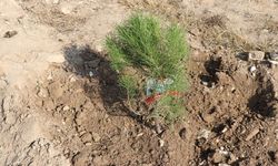 Uzmanlar, Yanan alanlarda fidan dikiminde acele edilmemeli