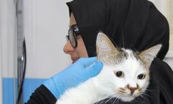 Şehir değiştirince depresyona giren ‘Paşa' kediye antidepresanlı tedavi