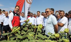 Batman’da Ayçiçeği Atağı: 762 Dekarlık Tarlada "Tarla Günü" Etkinliği Düzenlendi