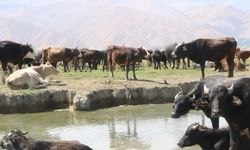 Yüksekova'da manda yetiştiriciliği yeniden geçim kaynağı oldu