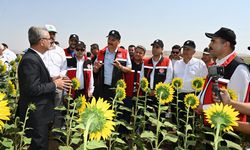 Batman’da, İkinci Ürün Olarak Ayçiçeği Ekimi Yaygınlaşıyor