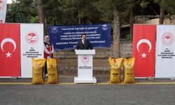 Beşiri’de Çiftçiye Büyük Destek: %75 Hibeli Mercimek Tohumu Dağıtıldı