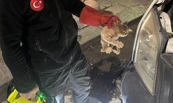 Bir Patinin Hayatını Kurtarmak İçin Seferberler