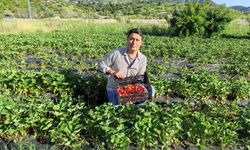 Batman'da yılın son çilek hasadı başladı