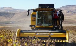 Beşiri’de İkinci Ürün Ayçiçeği Yüzleri Güldürdü!