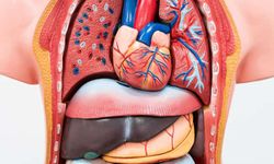 Bağışlanan her organ, filizlenen yeni bir hayattır