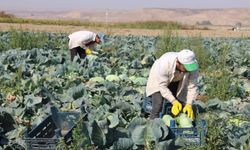 “Ürün verimli ama fiyatlar yüzünden zarar ediyoruz”
