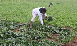 Batman’da Dolu Felaketi Ürünler Tarlada Kaldı; Çiftçiler Devlet Desteği Bekliyor