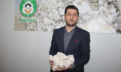 Destek artarsa pamuk alanları büyüyecek