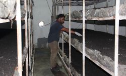 Eski inşaat işçisi kendi kültür mantarı tesisini kurdu