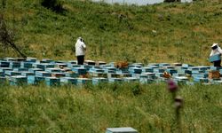 Bu yıl bal verimi düştü, kalite arttı