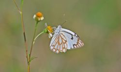 Güneydoğu’da ‘beyaz öncü kelebek’ zamanı