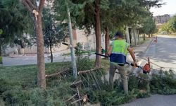 Batman'da budanan ağaç dalları kışlık yakacak desteğine dönüştü