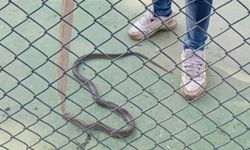 Çocuk oyun parkında yılan paniği