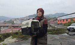 Kayıp kedi, patisinde mermiyle geri döndü