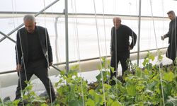 Köylerine dönüp üretime başladılar