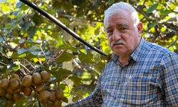 Kivi için ‘erken hasat’ uyarısı