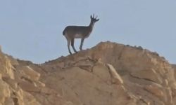 Siirt–Şırnak sınır hattında yaban hayatının zenginliği bir kez daha gözler önüne serildi