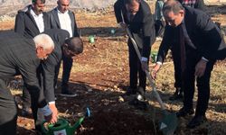 Şırnak’ta çiftçilere zeytin fidanı dağıtıldı