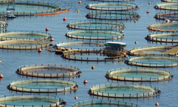 Türkiye, su ürünleri avcılığı ve yetiştiriciliğinde bölgesinde lider konumda