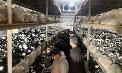 Sason’da Kültür Mantarı Sezonu Açıldı: Hedef 50 Ton Üretim