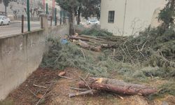 Cami Bahçesinde Ağaç Kıyımı