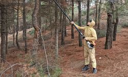Mesire Alanında Çam Ağaçlarına Nefes Budaması