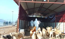 2 Bin 500 Hayvanın Maması Yüzde 50 Artırıldı