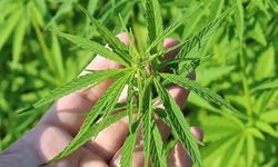21 ilde Kenevir üretimi için izin çıktı