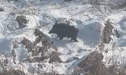 Aç Kalan Yaban Domuzları Yerleşim Yerlerine İndi