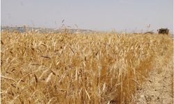 Anadolu Tarım İşletmesi 327 ton buğdayı satışa çıkarıyor