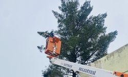 Batman Belediyesi’nden Ağaçlara Kış Bakımı