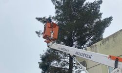 Batman’da Ağaçlar Hem Korunuyor Hem Yenileniyor