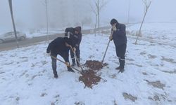 Kuruyan ağaçların yerine yenileri dikiliyor