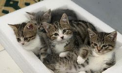 Yaralı Kediler Yeniden Hayata Tutunuyor