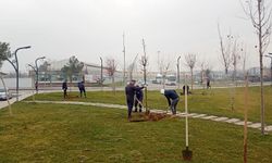 Batman’da Fidanlar Toprakla Buluşuyor