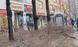 Batman’da trafiği engelleyen ağaçlar budandı