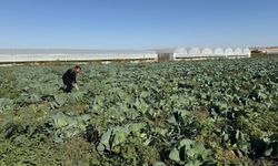 Şubat’ta Lahana ve Marul Üreticilerine Kritik Uyarı