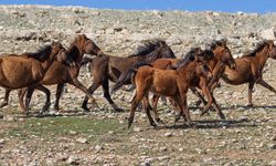 Yılkı Atları Objektife Yansıdı