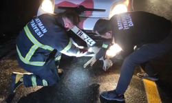 Aracın Altında Sıkışan Tilkiyi İtfaiye Kurtardı