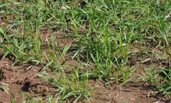 Aşırı Yağış Sonrası Çiftçiler İçin Hayati Uyarılar: Tarlalarınız Güvende mi?